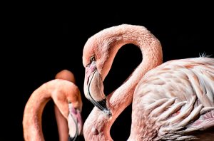 Hoe een flamingo zorgt voor betere samenwerking